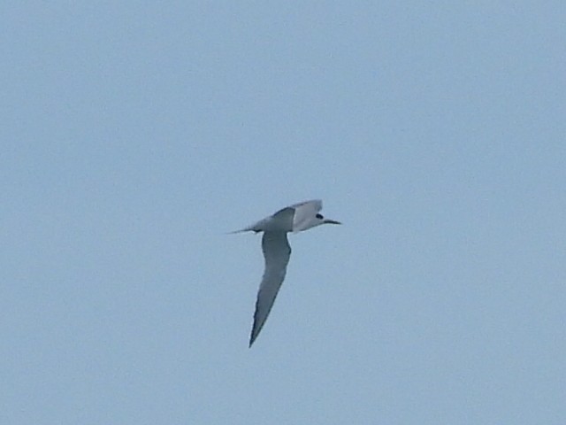 Common Tern - ML612587176