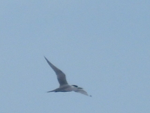 Common Tern - ML612587177