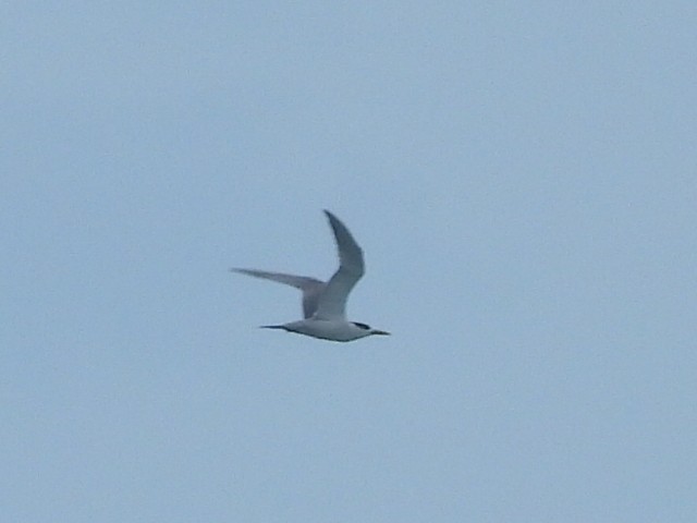 Common Tern - ML612587178