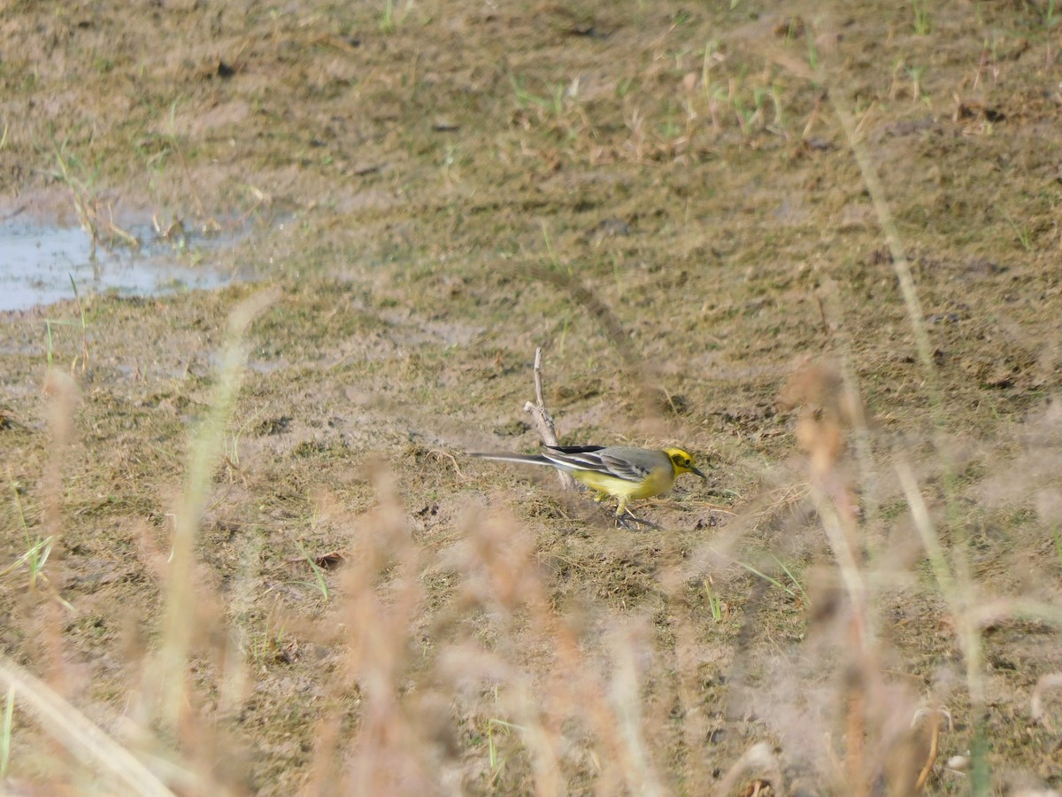 Citrine Wagtail - ML612587257