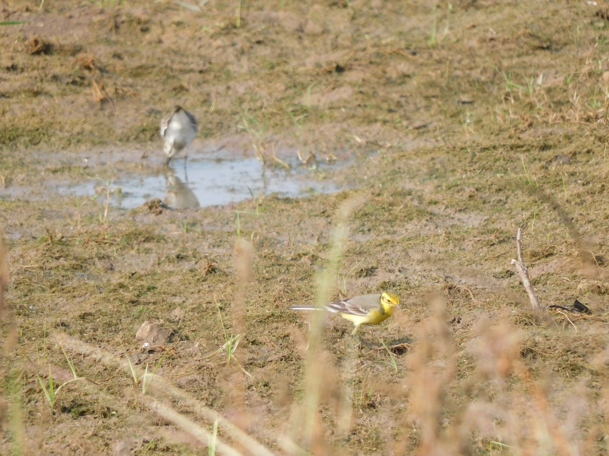 Citrine Wagtail - ML612587259