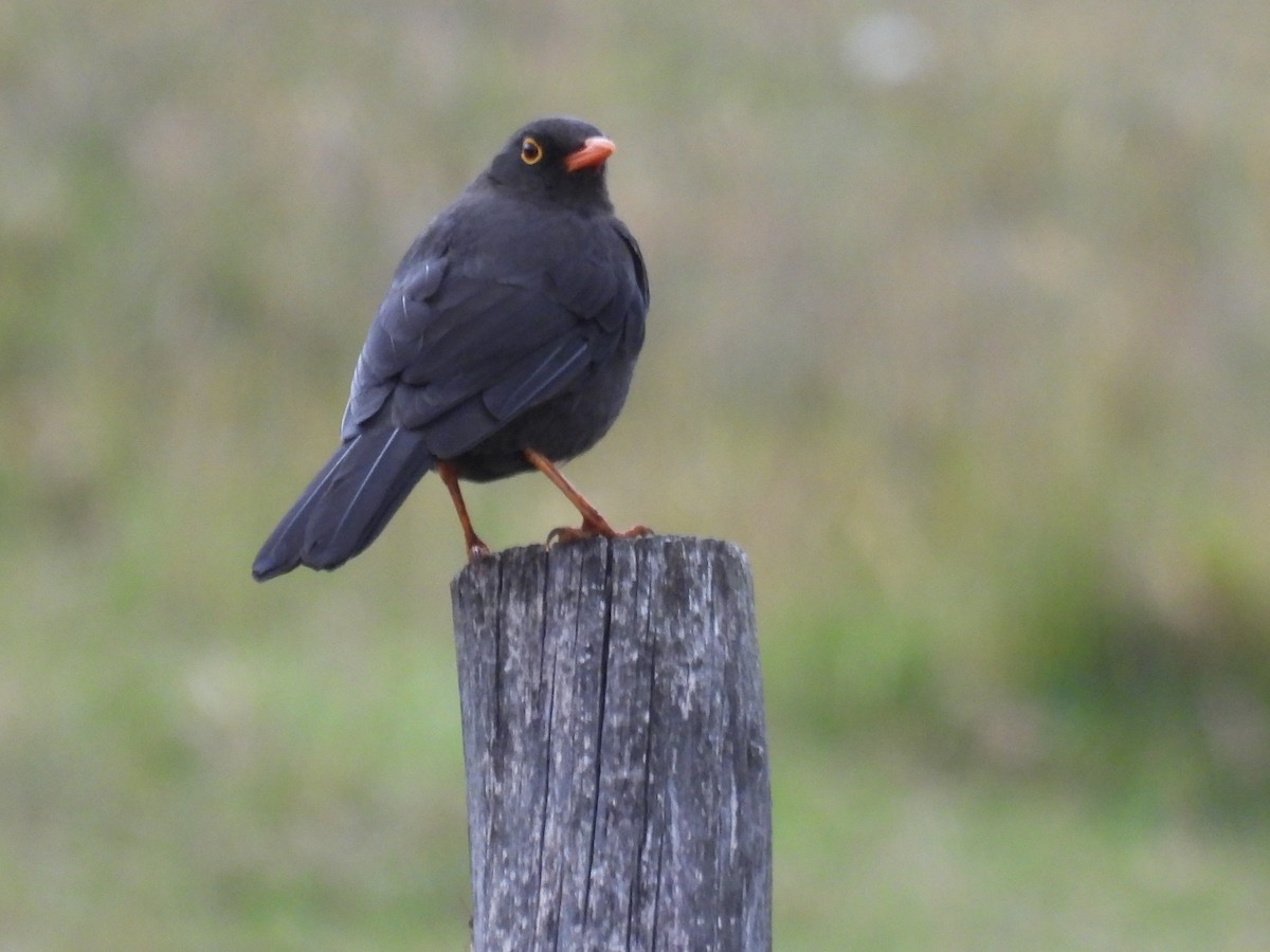 Great Thrush - ML612587287