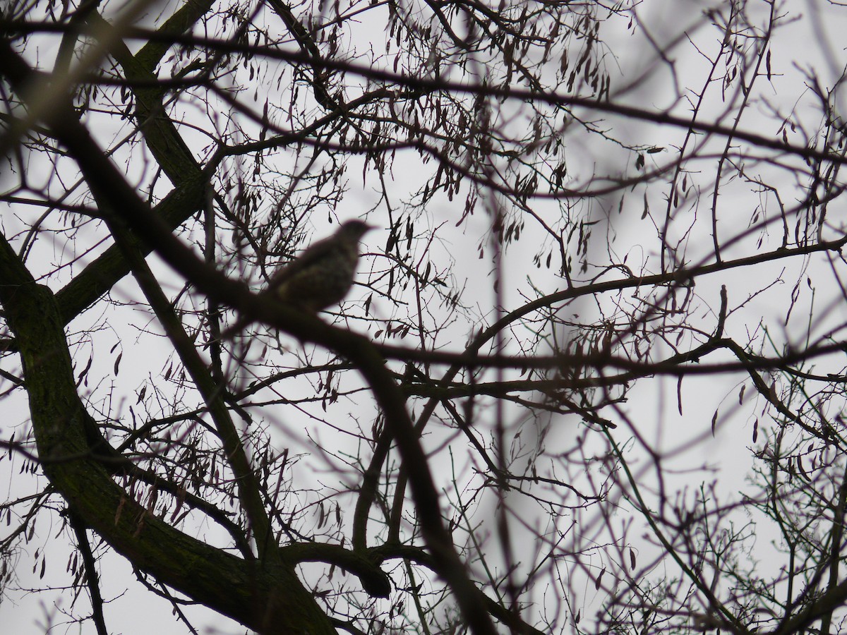 Mistle Thrush - ML612587388