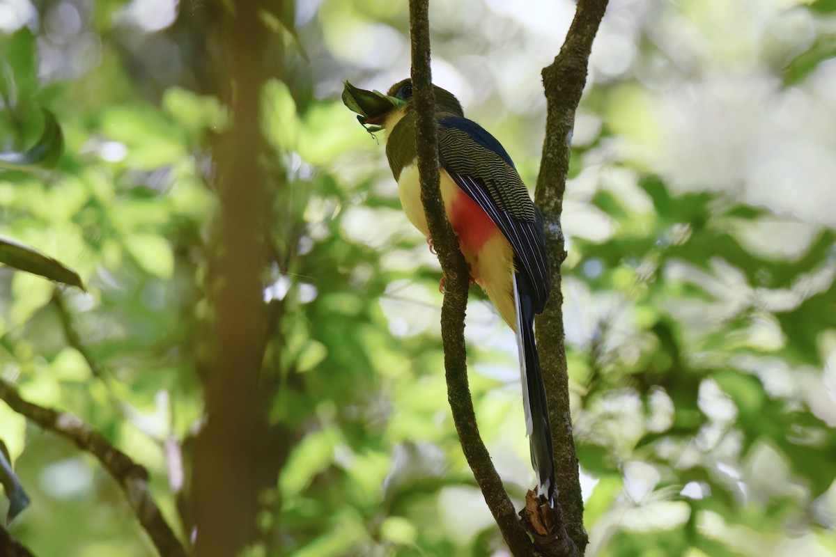 blåhaletrogon - ML612587471