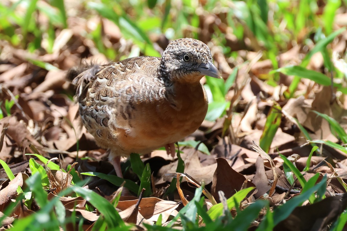 Red-chested Buttonquail - Mark and Angela McCaffrey