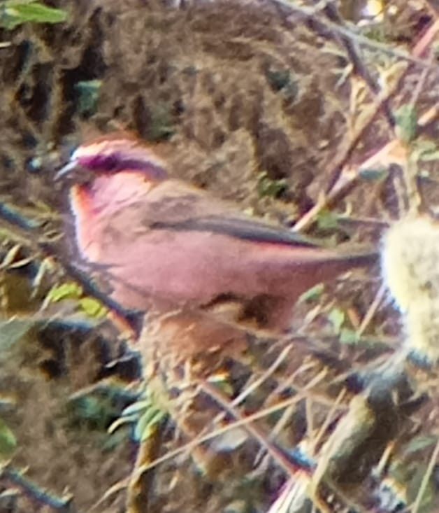 Pink-browed Rosefinch - ML612587533