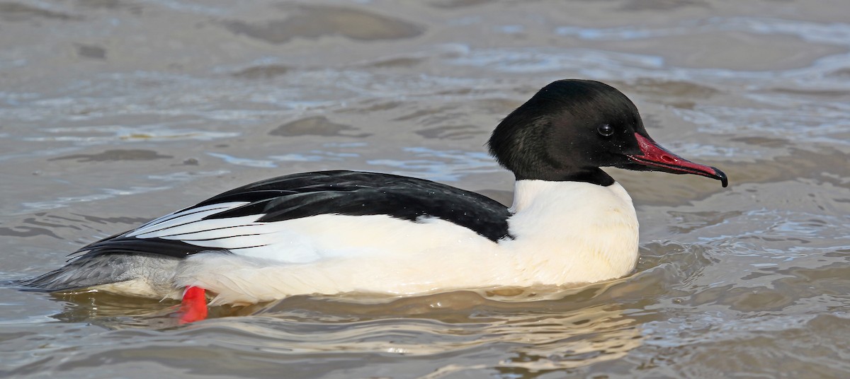 Common Merganser - ML612587535