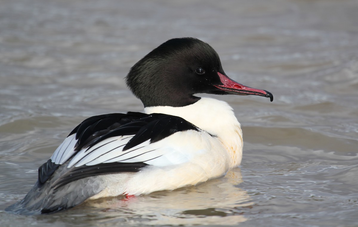 Common Merganser - ML612587537