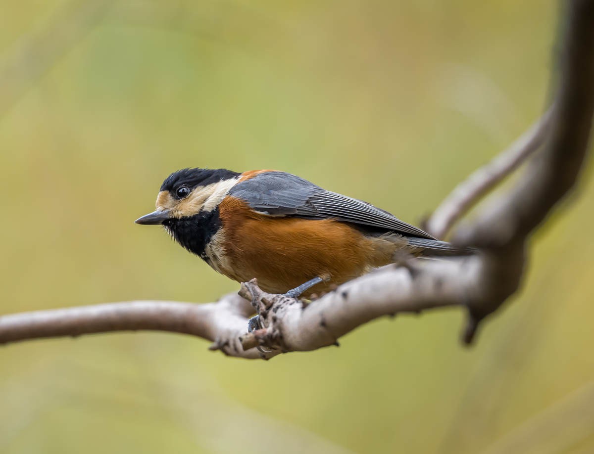 Varied Tit - ML612587567