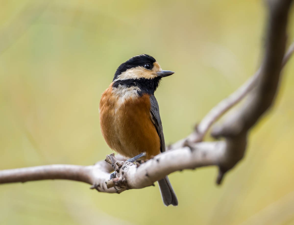 Varied Tit - ML612587568