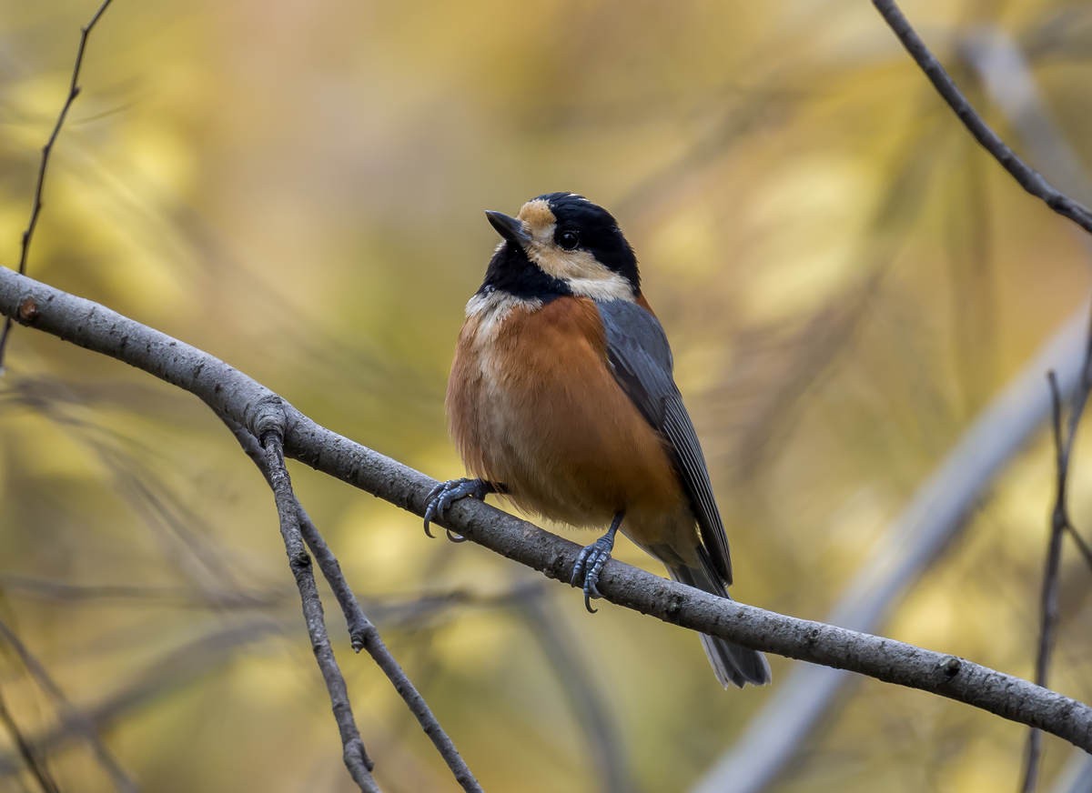 Varied Tit - Kai Pflug