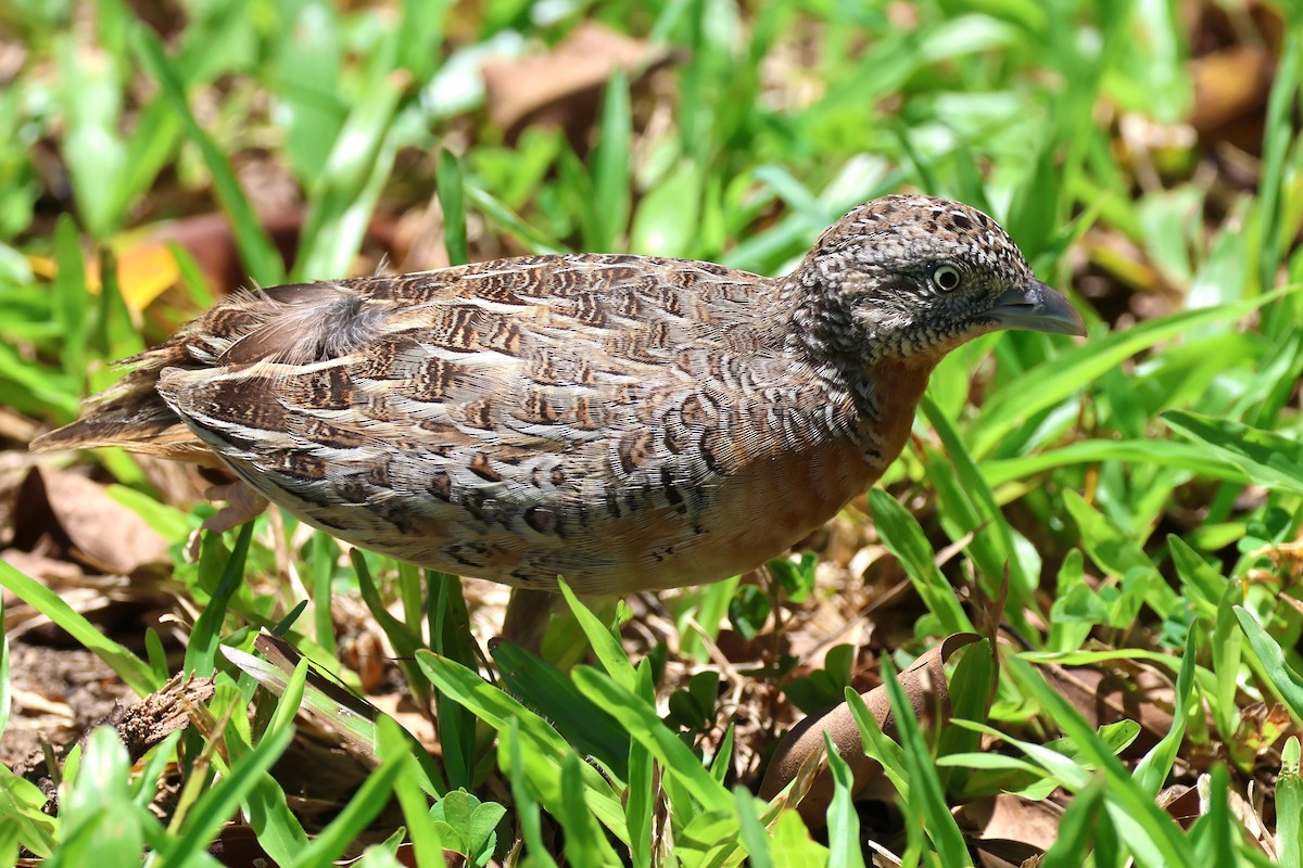 Red-chested Buttonquail - Mark and Angela McCaffrey