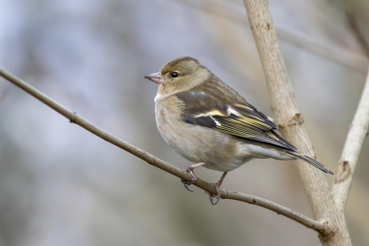 Common Chaffinch - Alexis Lours