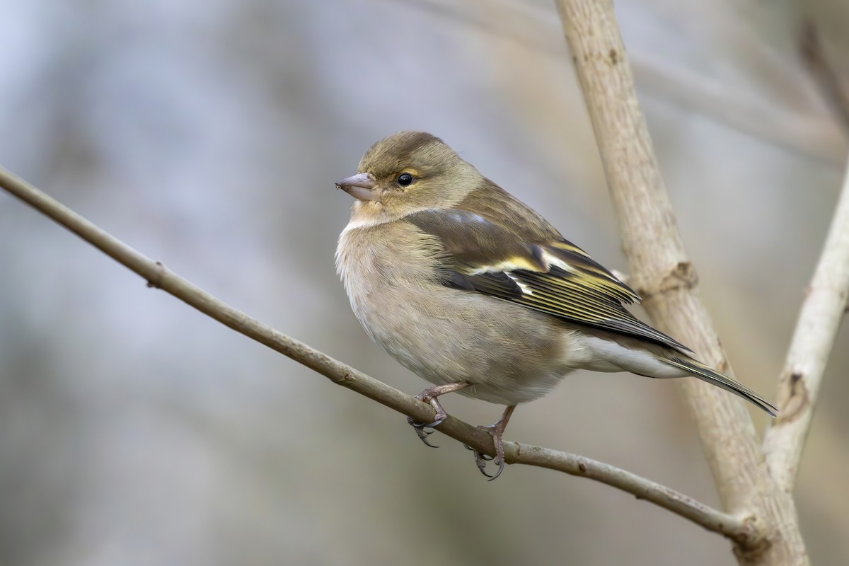 Common Chaffinch - Alexis Lours