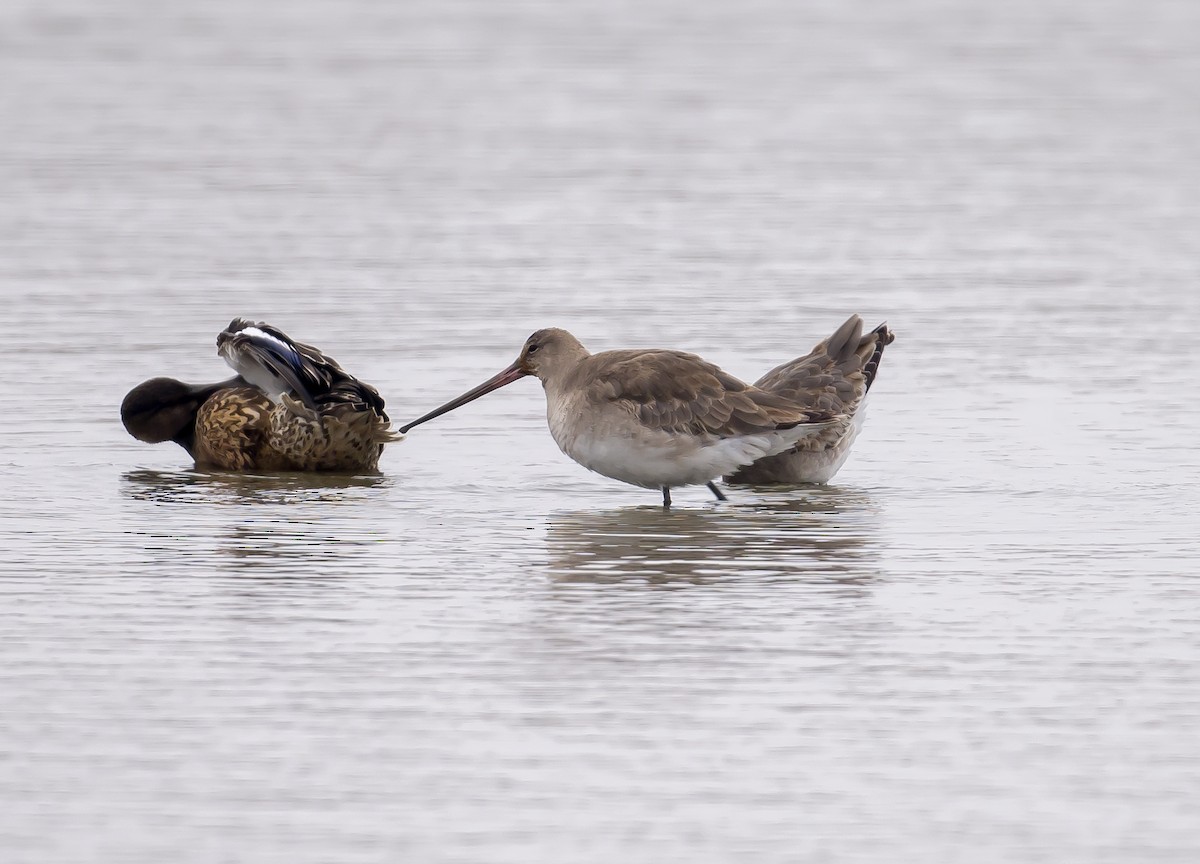 Black-tailed Godwit - ML612587662