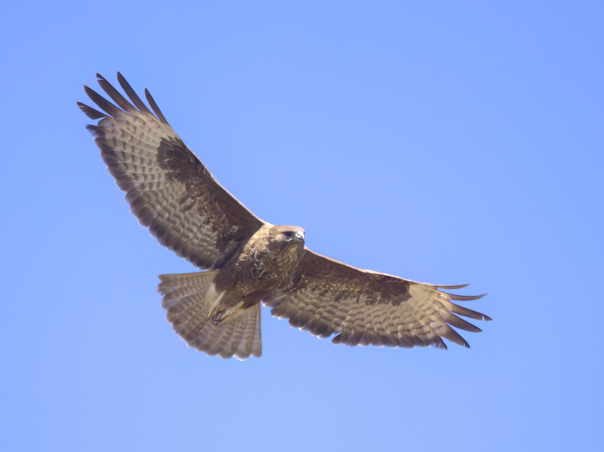 Buse variable (insularum) - ML612587697