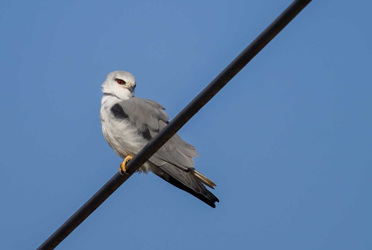 Black-winged Kite - ML612587721