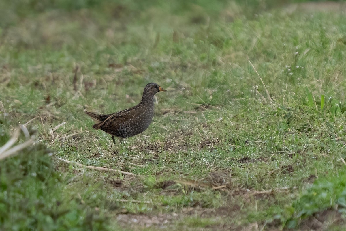 Spotted Crake - ML612587892