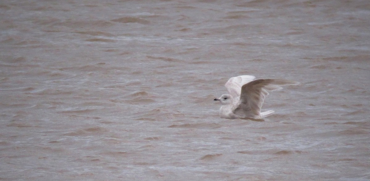 Iceland Gull - ML612587922