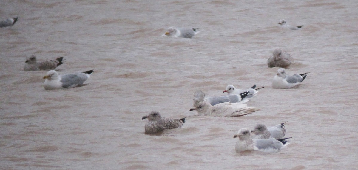 Iceland Gull - ML612587926