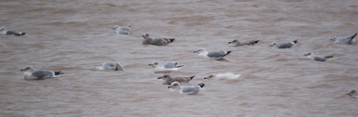 Iceland Gull - ML612587927