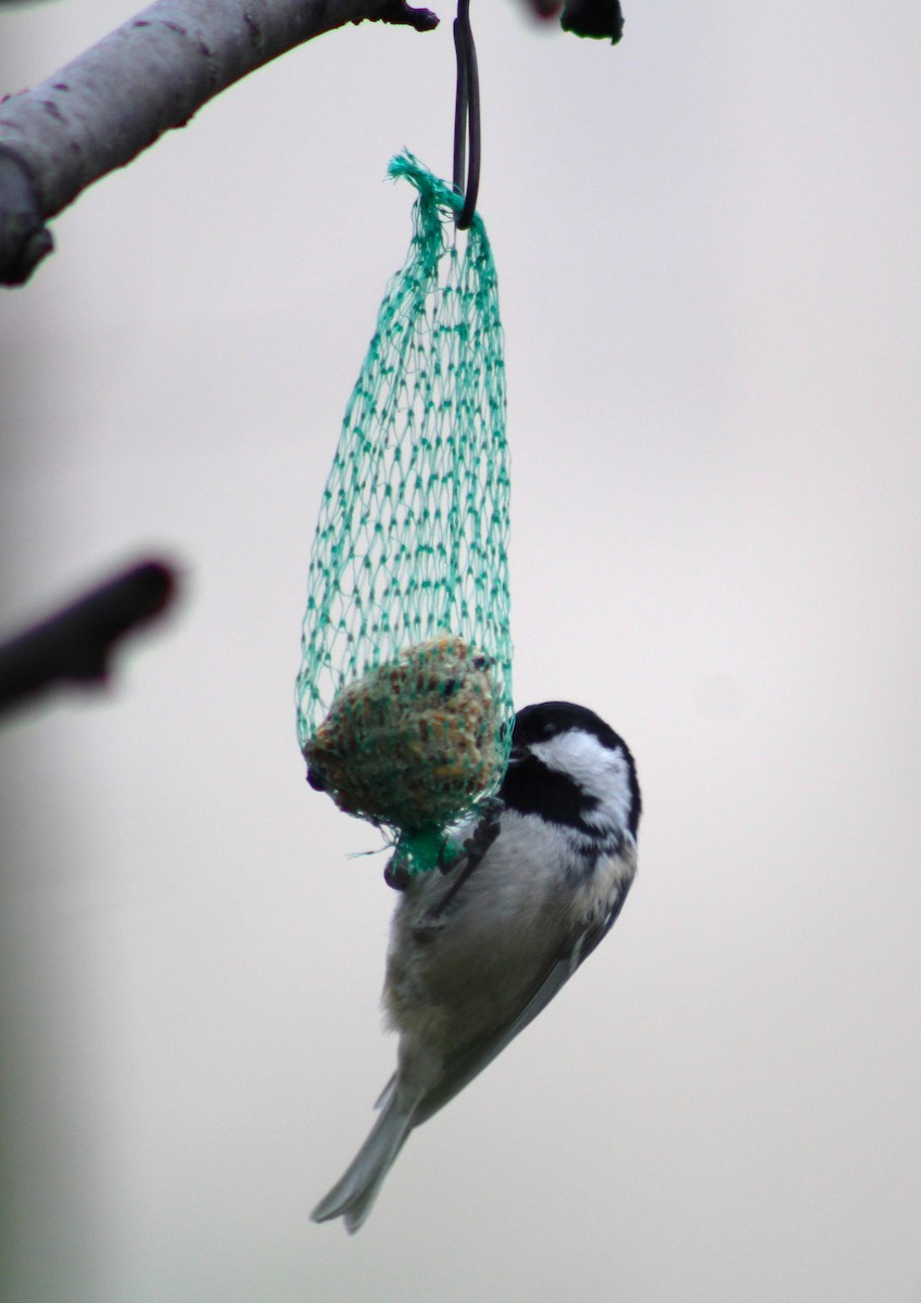 Coal Tit - ML612588077