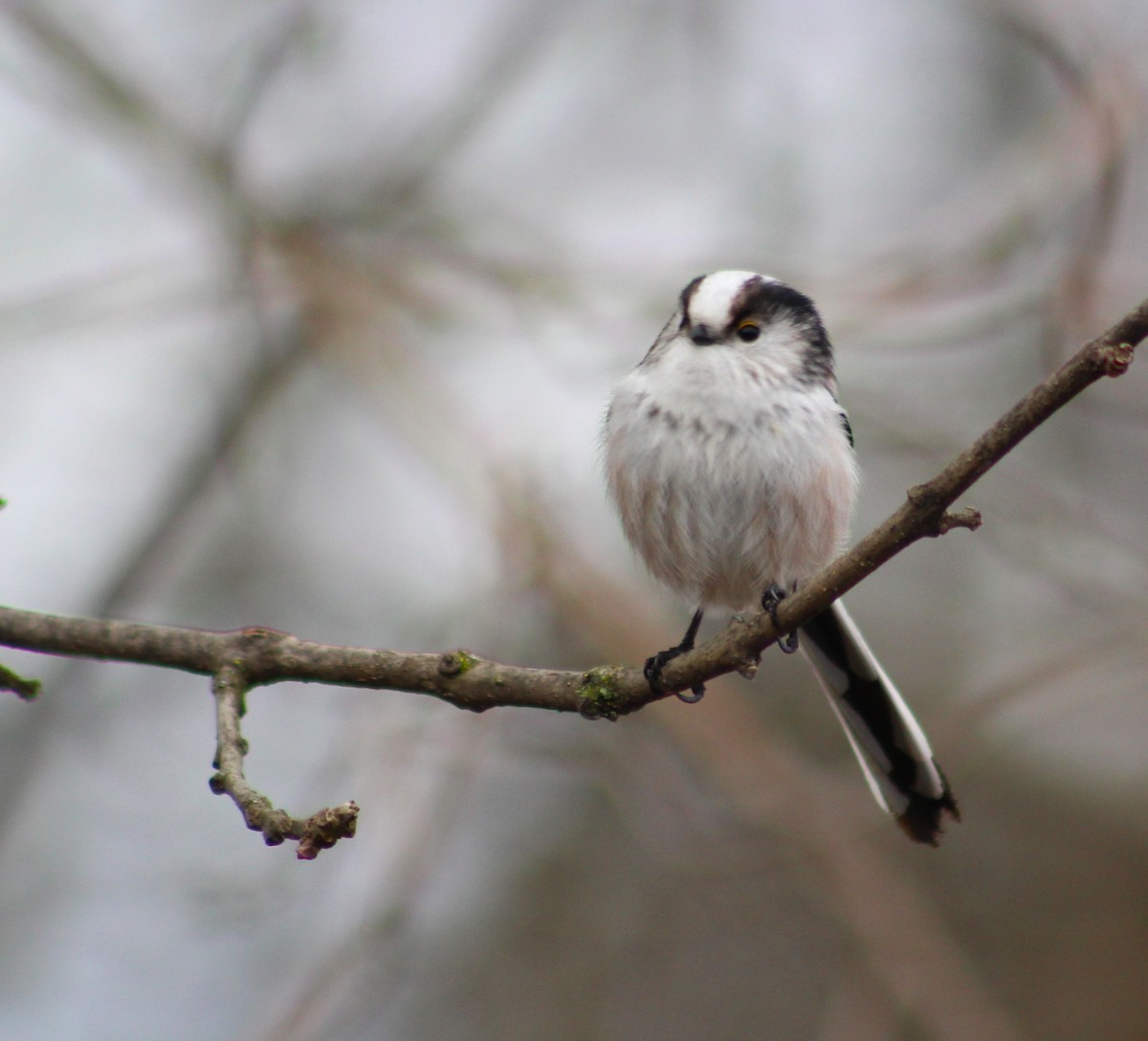 Long-tailed Tit - ML612588080