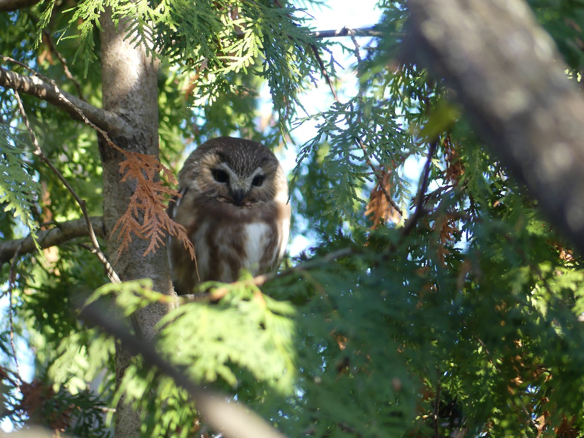 Northern Saw-whet Owl - ML612588092