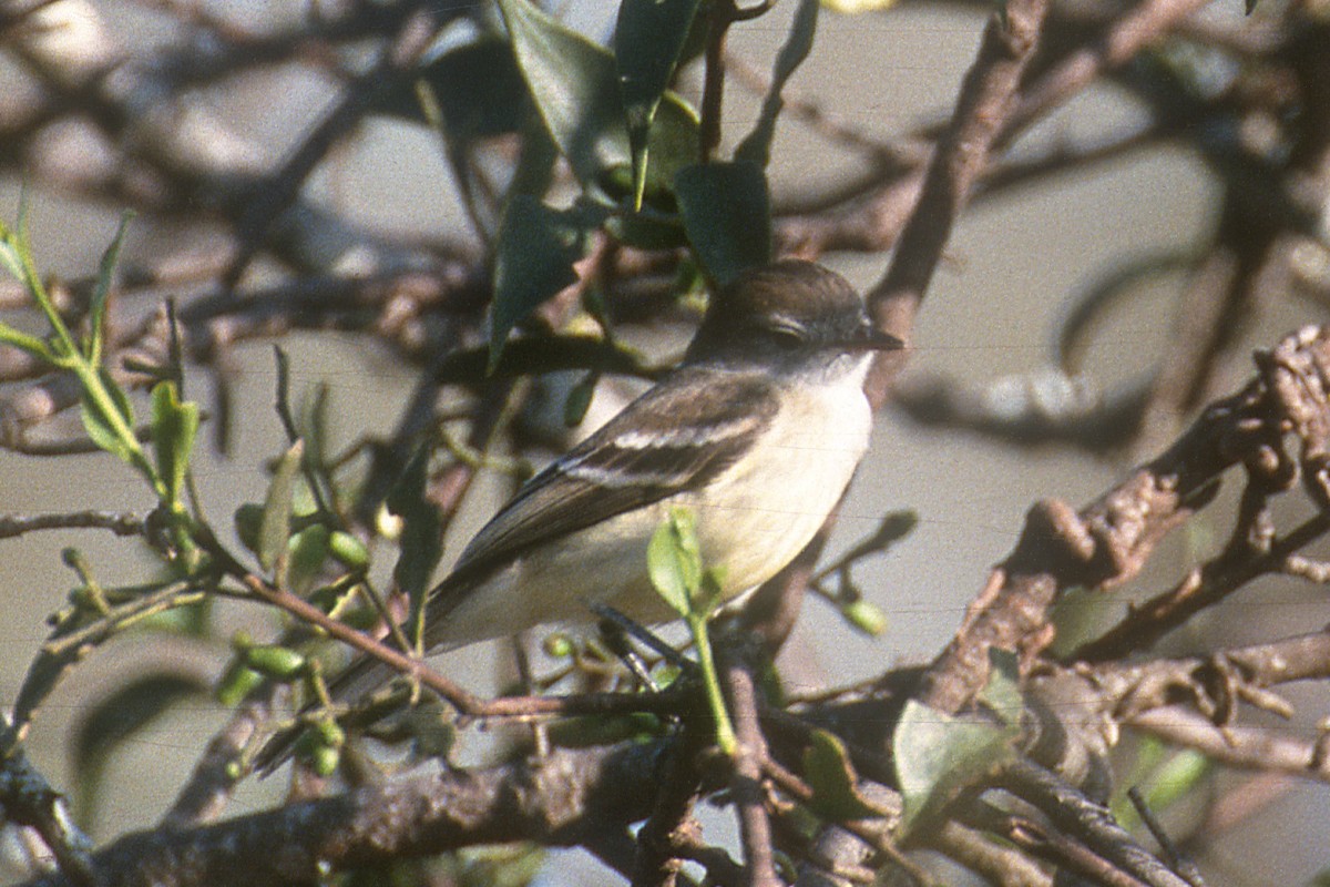 Southern Mouse-colored Tyrannulet - ML612588138