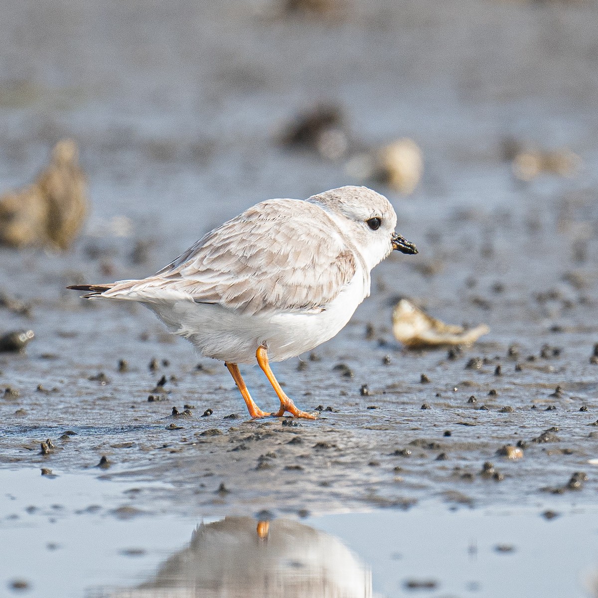 Piping Plover - ML612588201