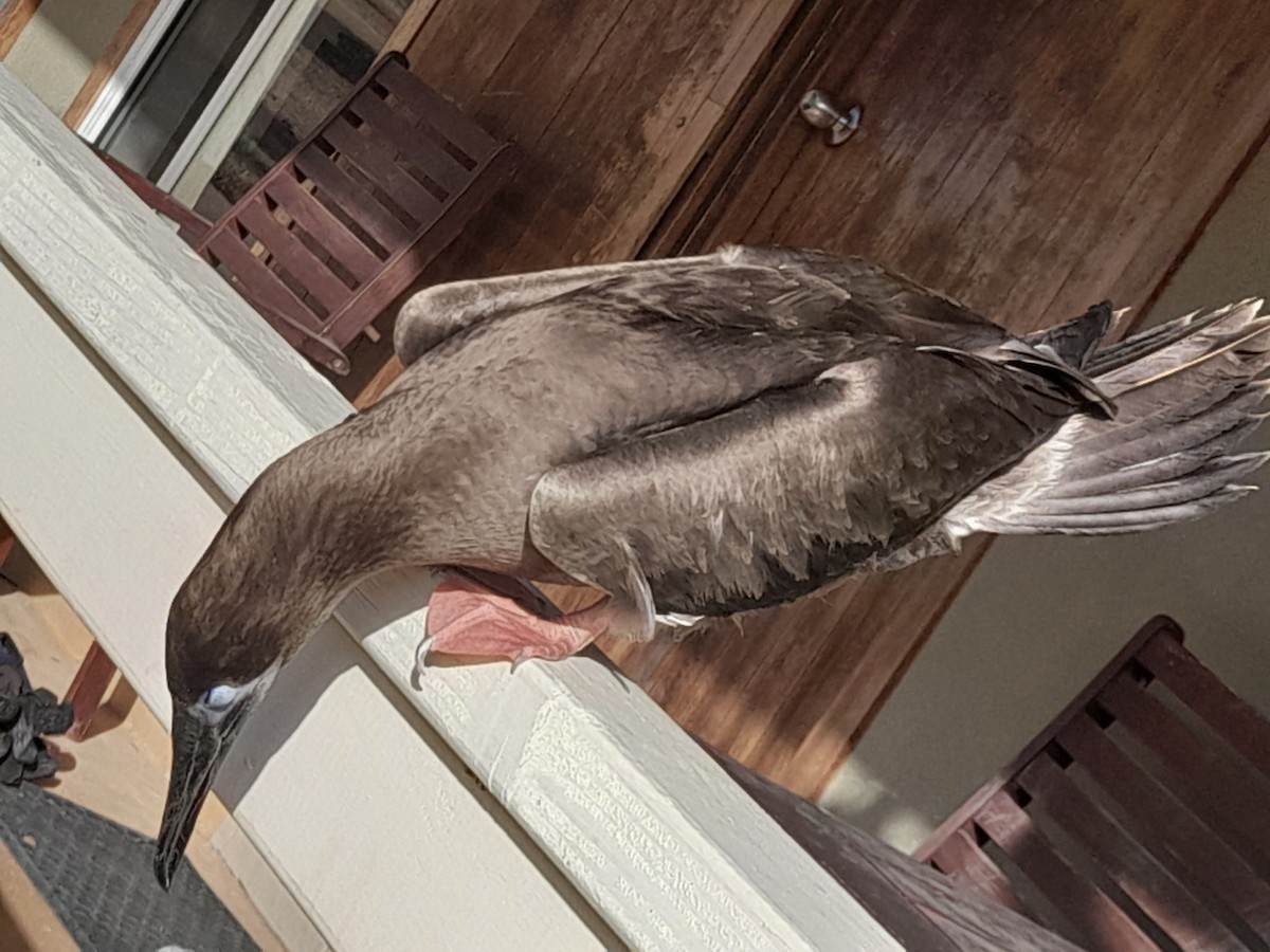 Brown Booby - ML612588291