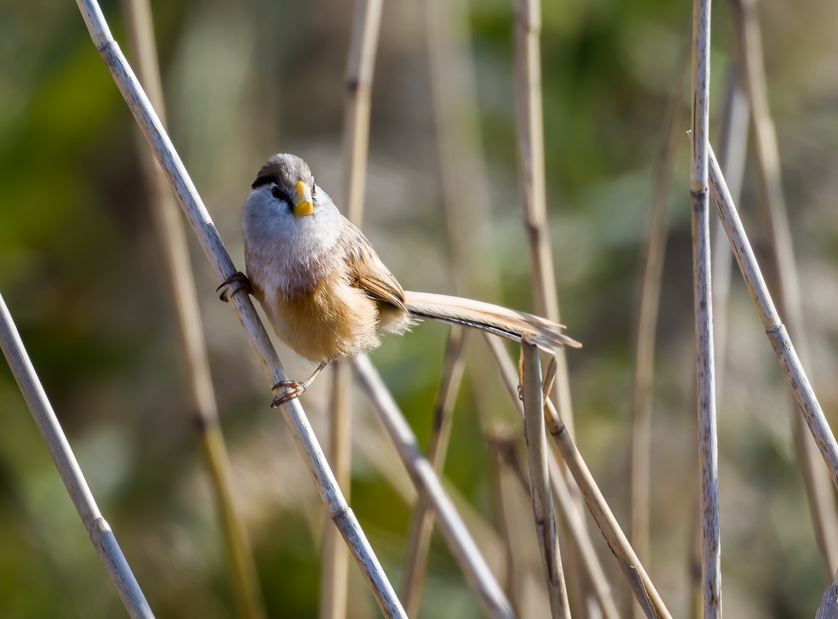 Reed Parrotbill - ML612588325