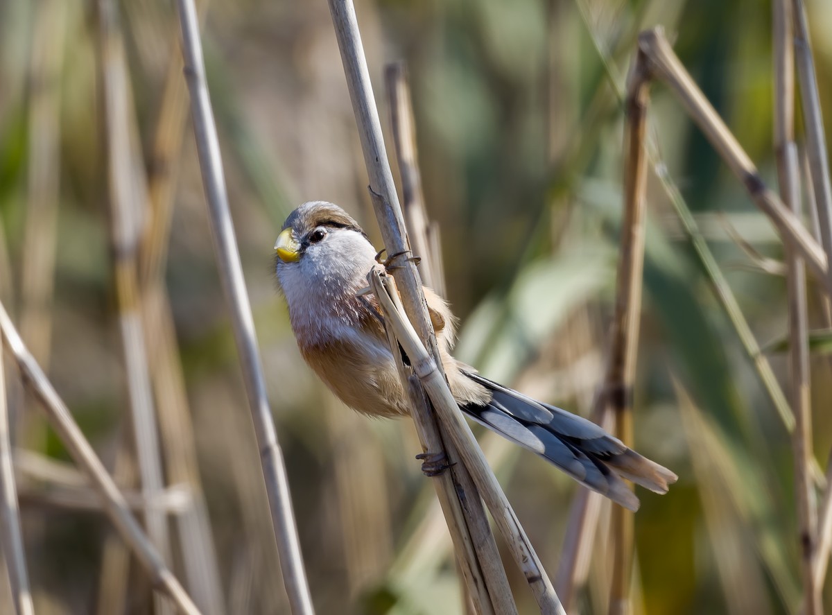 Reed Parrotbill - ML612588330