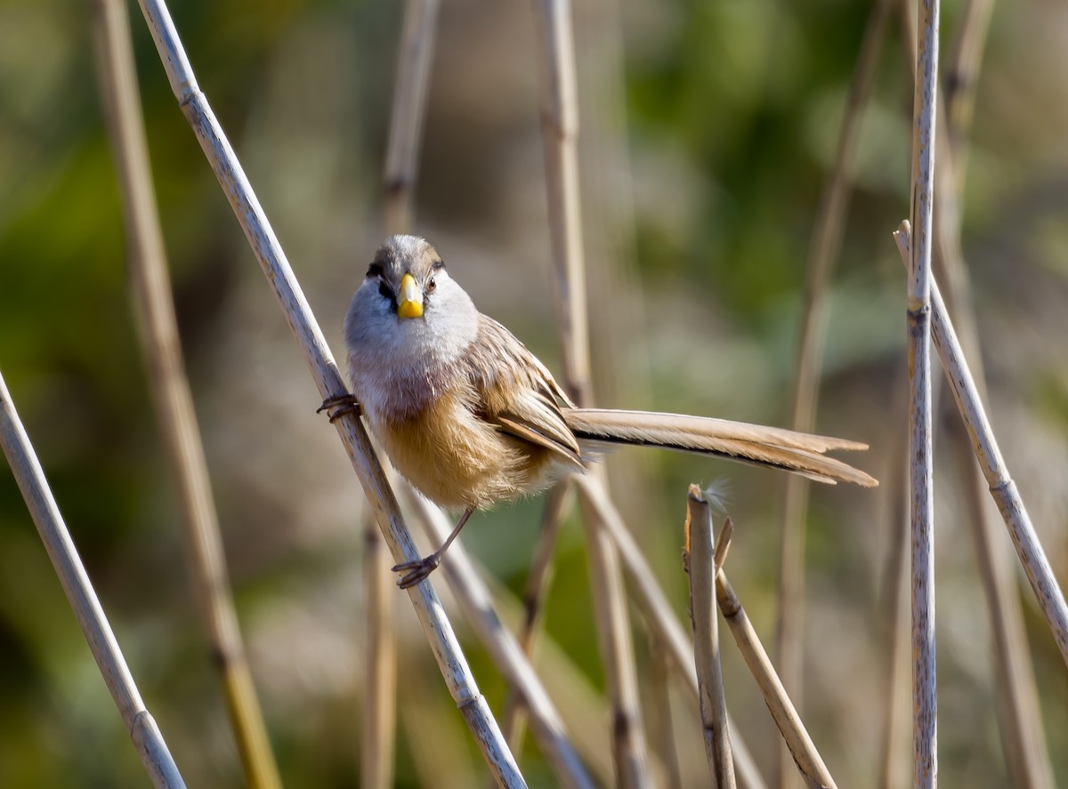 Reed Parrotbill - ML612588332