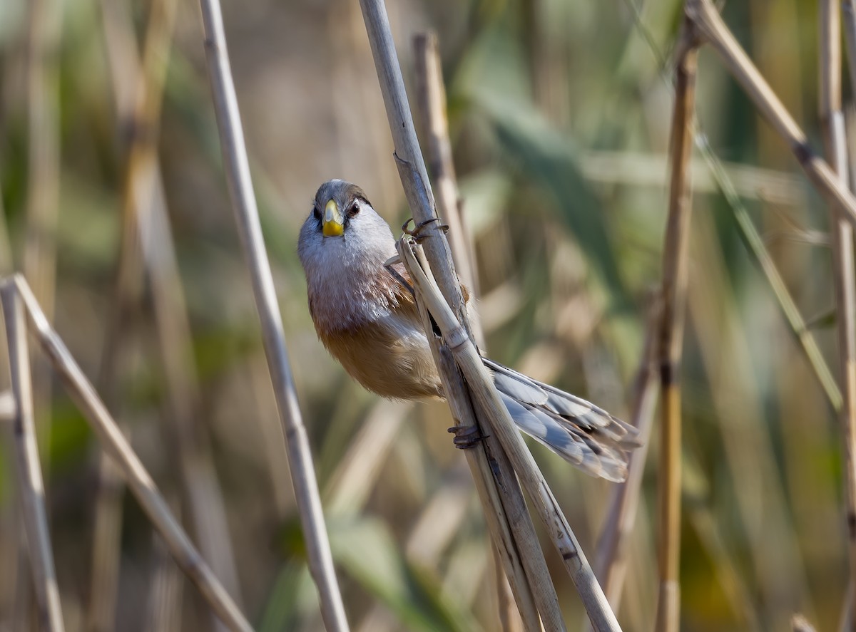 Reed Parrotbill - ML612588334