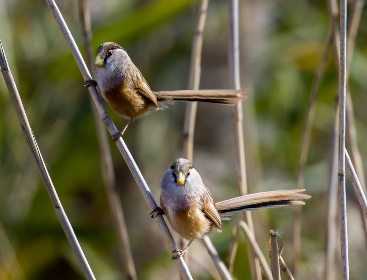 Reed Parrotbill - ML612588336