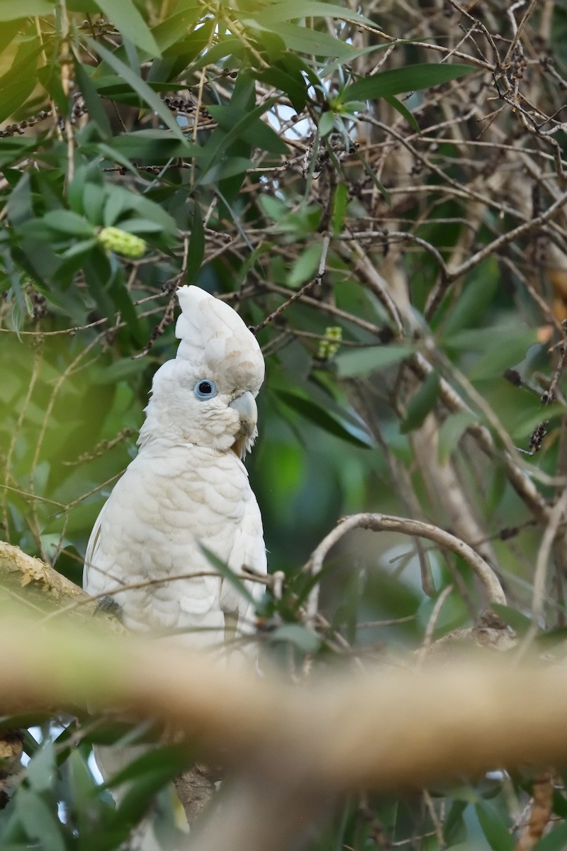 Ducorps's Cockatoo - ML612588392