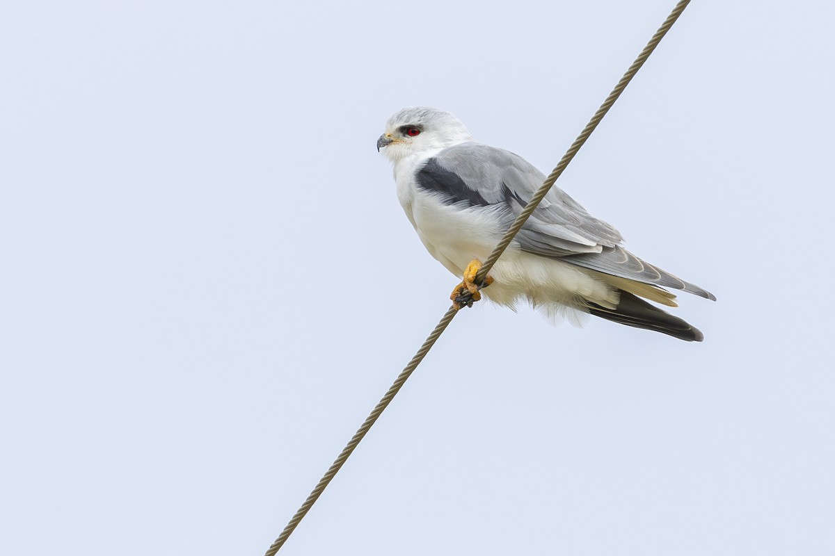 Black-winged Kite - ML612588446