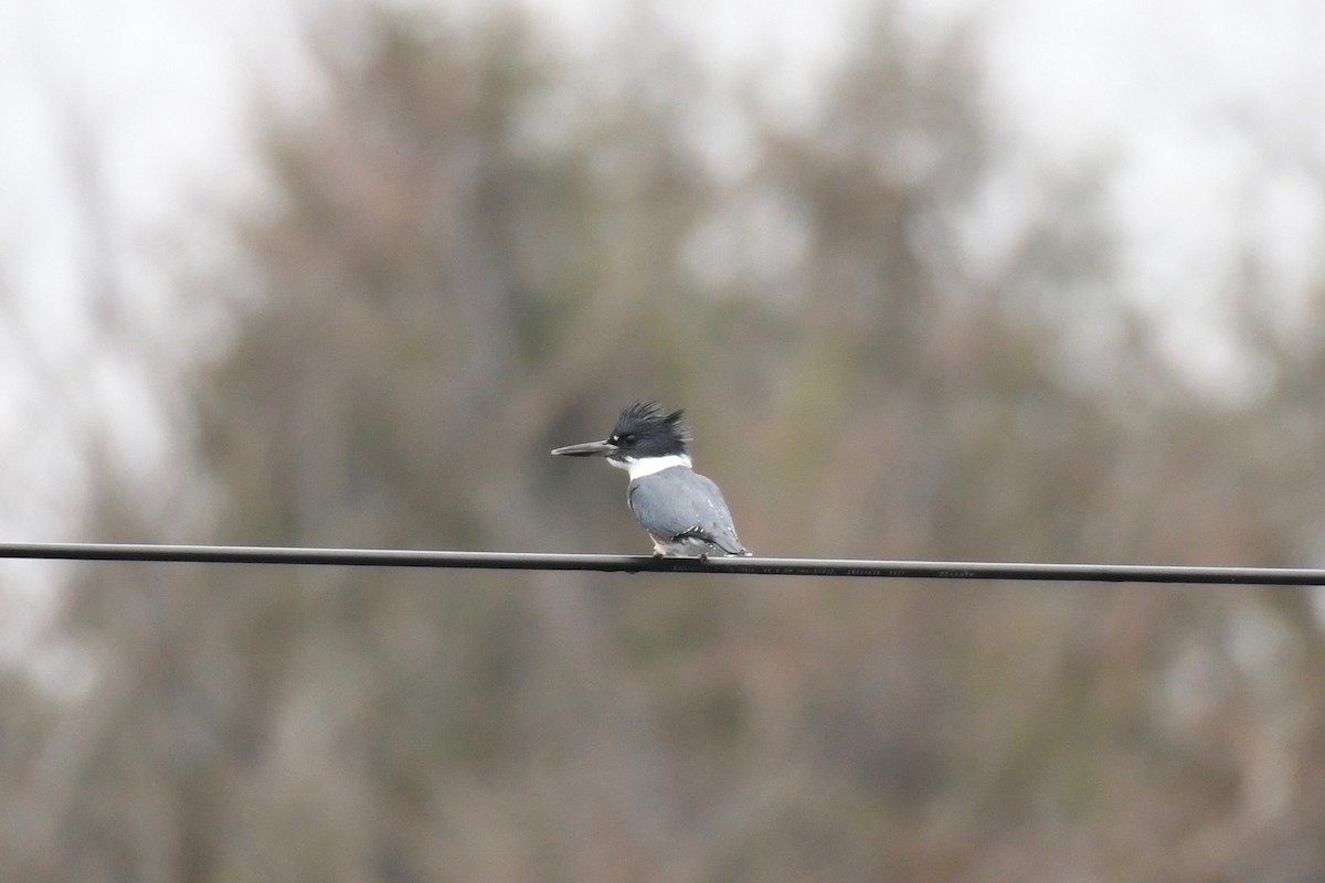 Belted Kingfisher - ML612588553