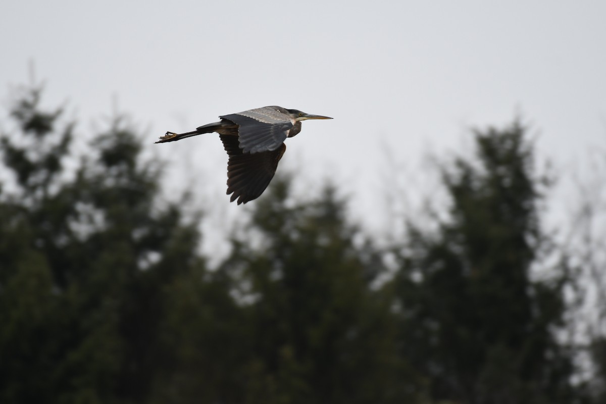 Great Blue Heron - ML612588563