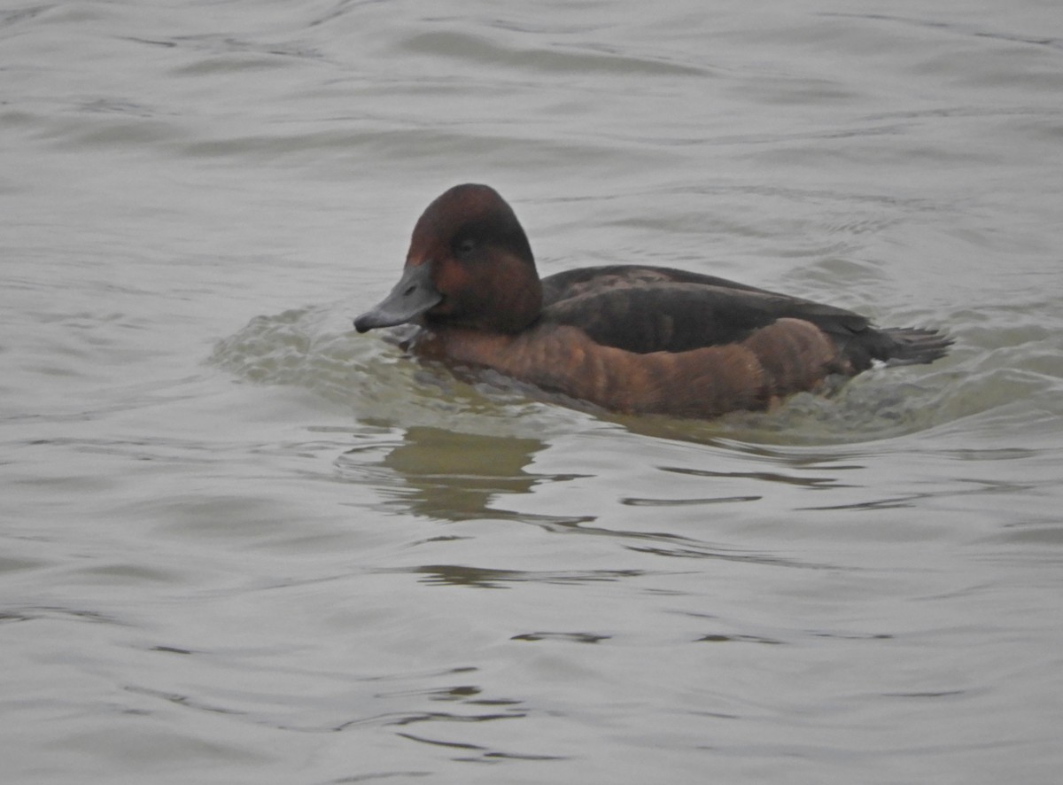 Ferruginous Duck - ML612588612