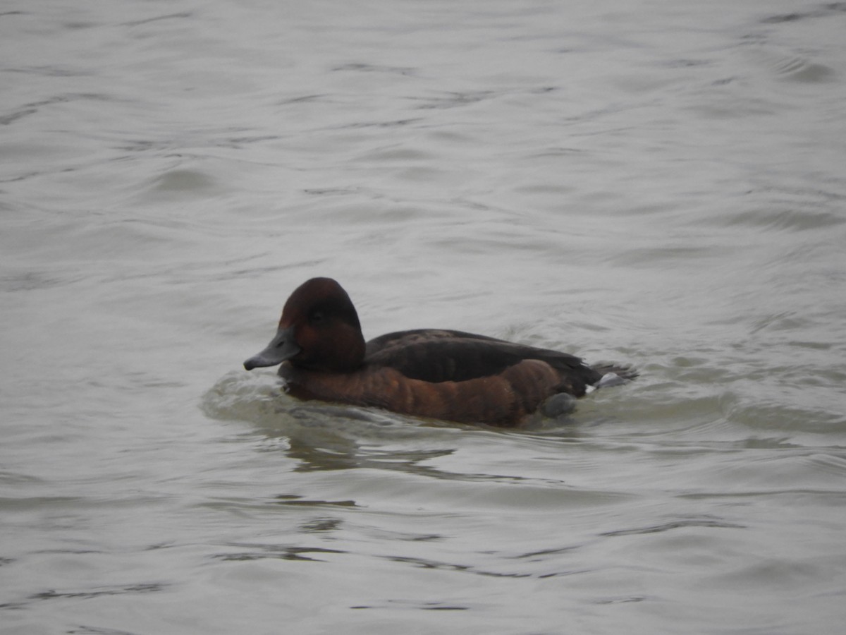 Ferruginous Duck - ML612588613