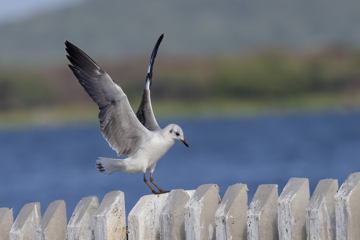 Mouette à tête grise - ML612588632