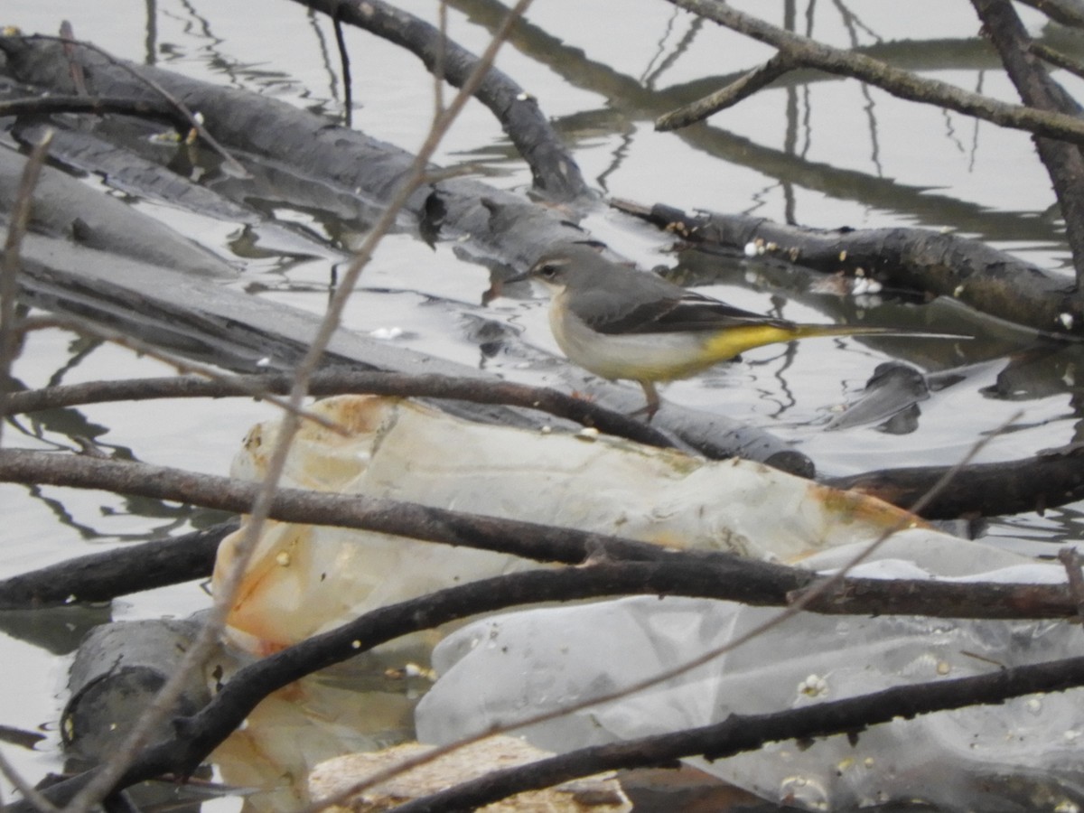 Gray Wagtail - ML612588648