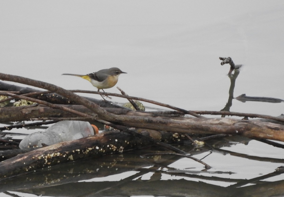 Gray Wagtail - ML612588649