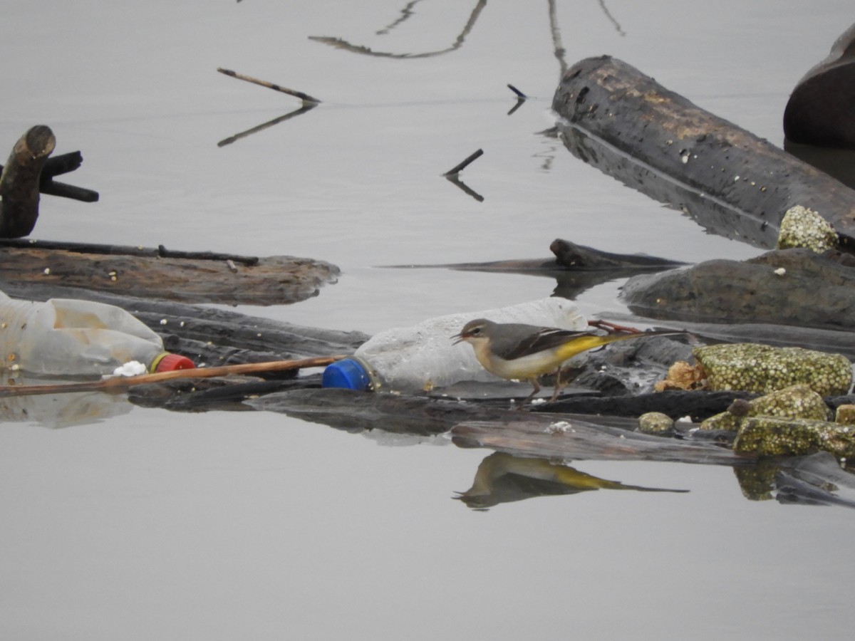 Gray Wagtail - ML612588650