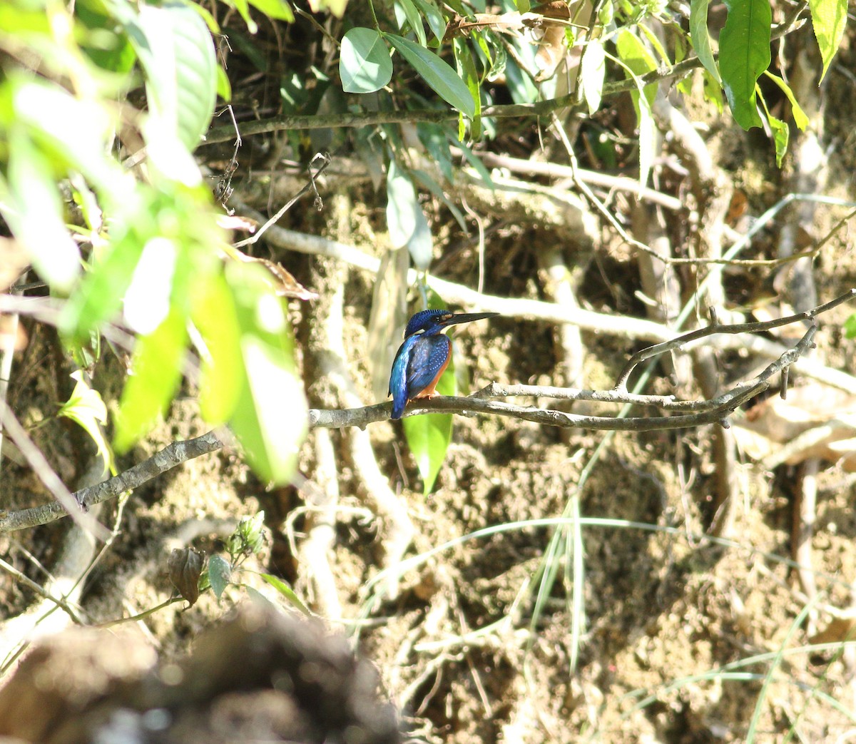 Blue-eared Kingfisher - ML612588662
