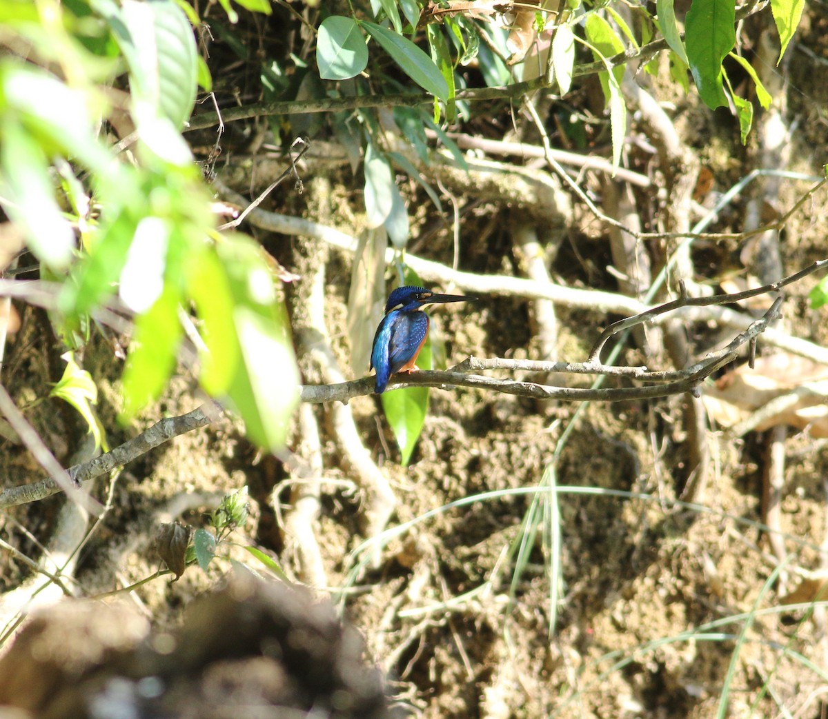 Blue-eared Kingfisher - ML612588663