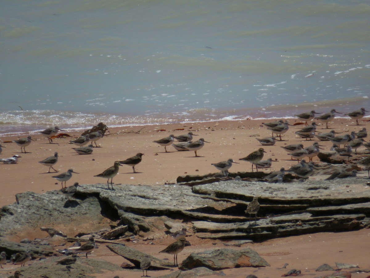 Oriental Pratincole - ML612588745