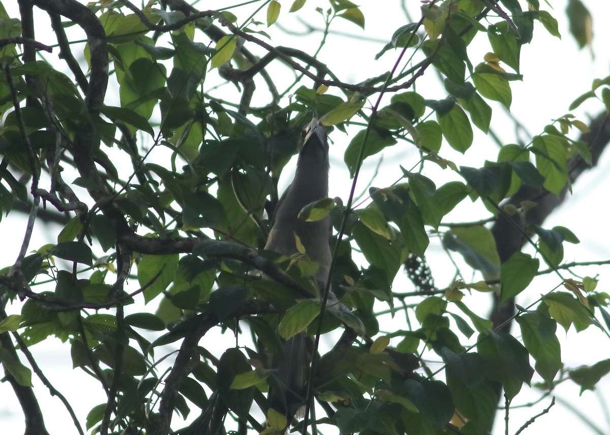 Indian Gray Hornbill - Savio Fonseca (www.avocet-peregrine.com)